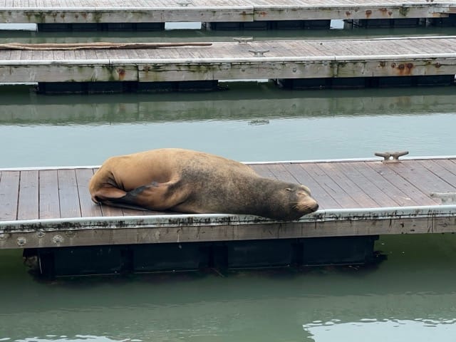 A sea lion lying on its side on a dock in the water. It looks like it wants to eat some fish but also can't be bothered.