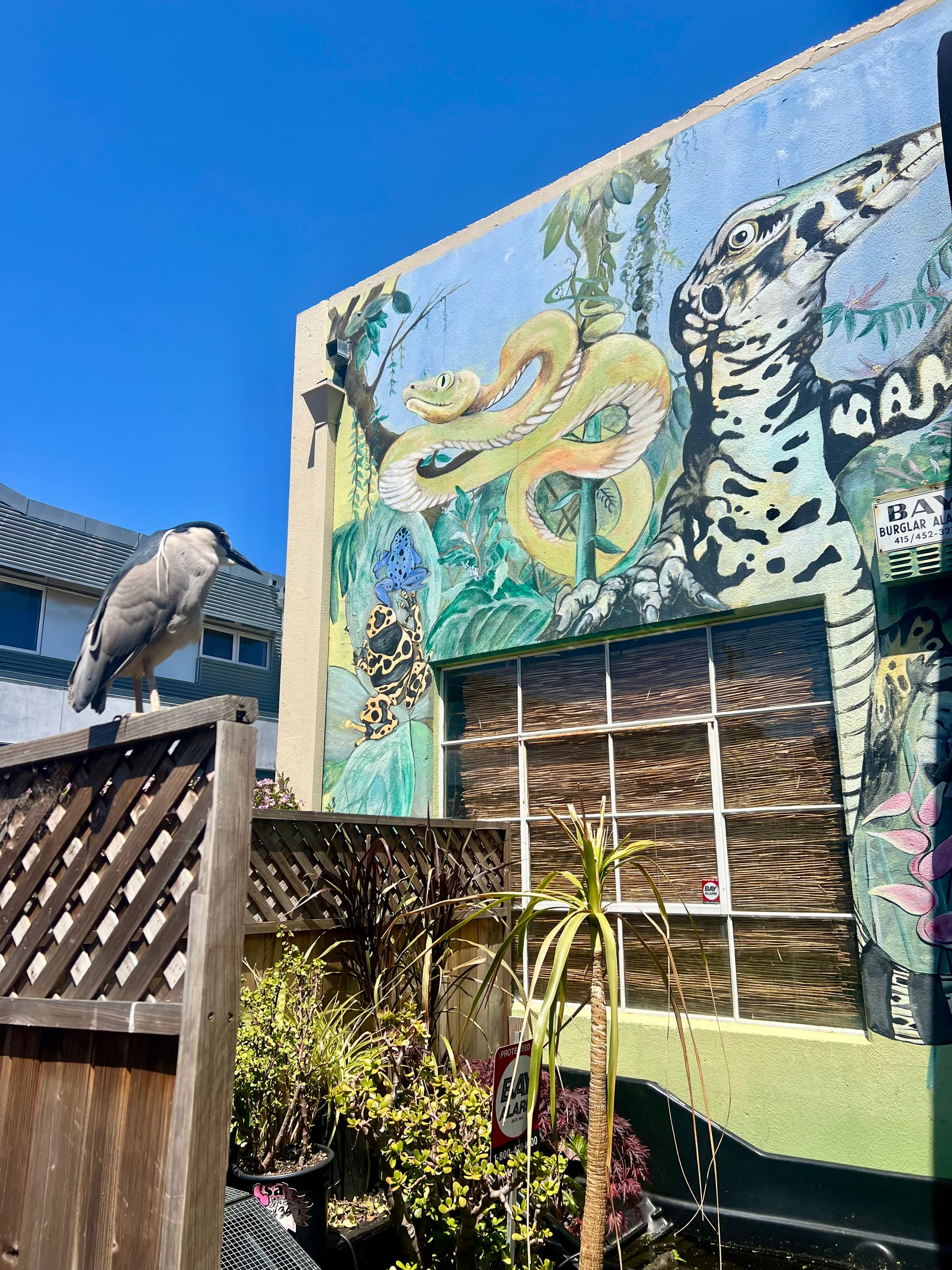 A large gray bird with a black forehead and shoulders sits on a fence in front of a painted mural of reptiles.